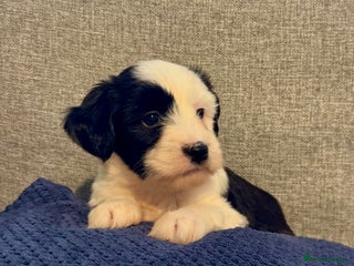Tibetan Terrier dogs Stunning KC Reg Tibetan terrier Puppies - Advert 3