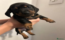 Dachshund dogs for sale: 5 stunning Dachshund puppies - Image 23