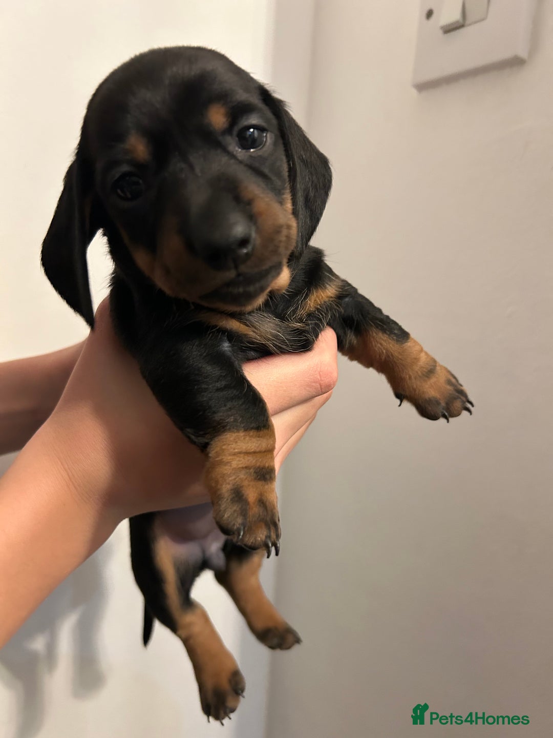 Dachshund dogs for sale: 5 stunning Dachshund puppies - Image 23