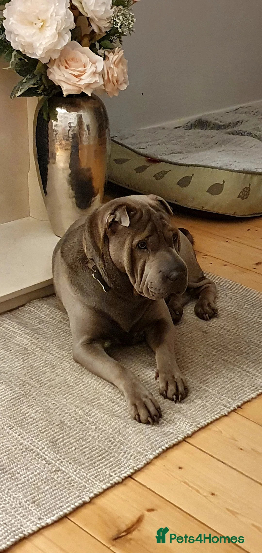 Shar Pei dogs for stud: Gus- Beautiful blue horse coat for stud in Billericay - Advert 8