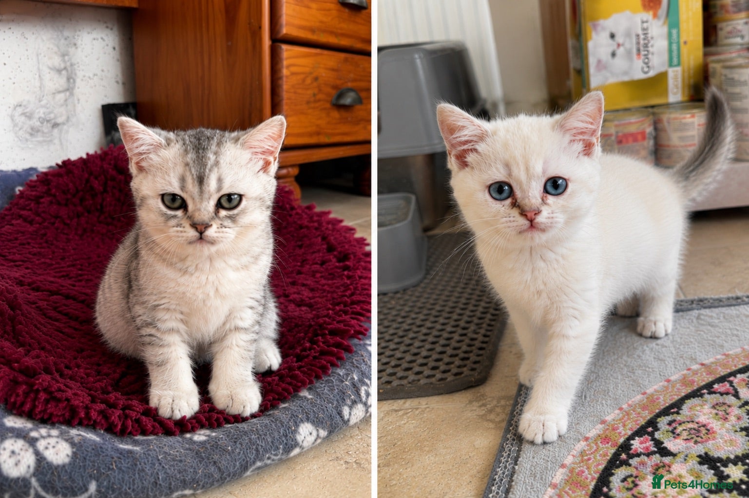 British Shorthair cats BSH GCCF , silver chinchilla & colour point Boys - Advert 2