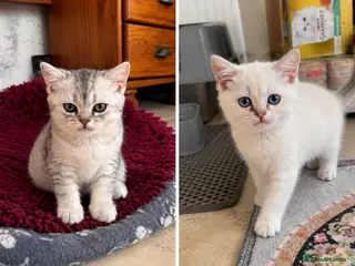 British Shorthair cats BSH GCCF , silver chinchilla & colour point Boys - Advert 14