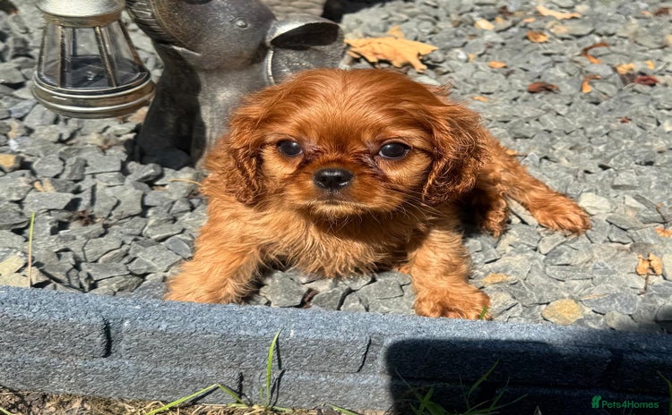 Cavalier King Charles Spaniel dogs - Advert 13