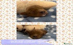 Cavalier King Charles Spaniel dogs for sale: 🧡Beautiful litter of Ruby Cavaliers🧡 - Advert 4