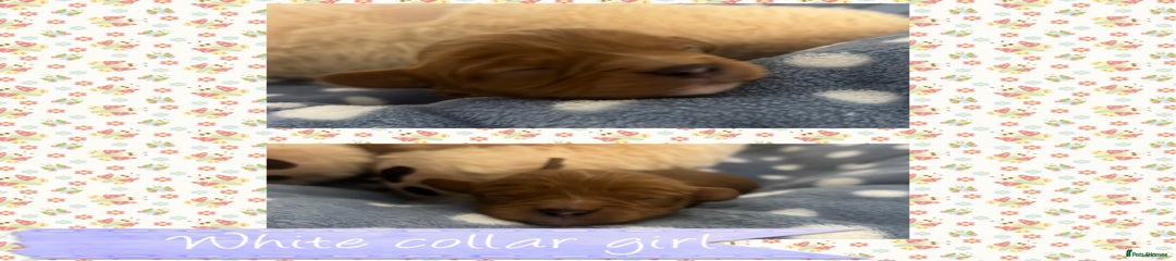 White collar