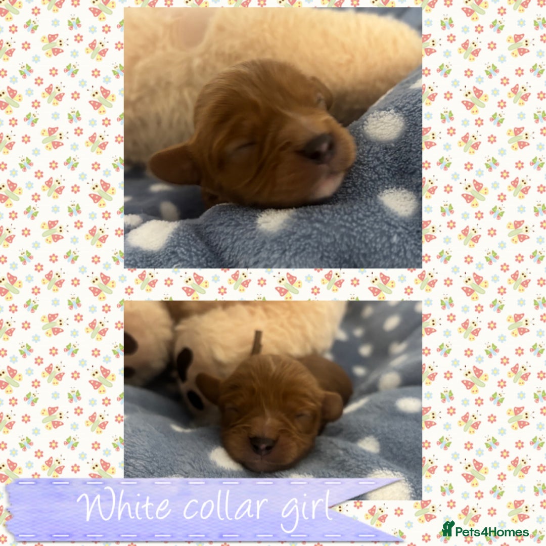 Cavalier King Charles Spaniel dogs for sale: 🧡Beautiful litter of Ruby Cavaliers🧡 - Advert 4