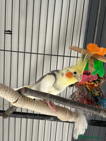Cockatiels birds - Advert 16
