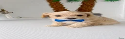 Maltipoo dogs for sale: Maltipoo puppies  - Advert 9