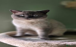 British Shorthair cats for stud: Handsome Blue Colourpoint for Stud Duties in Sutton Coldfield - Image 8