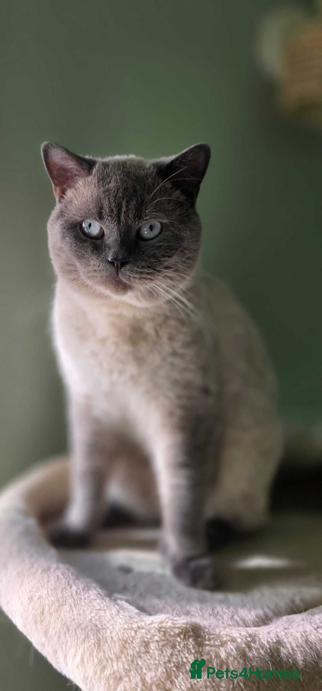 British Shorthair cats for stud: Handsome Blue Colourpoint for Stud Duties in Sutton Coldfield - Image 8