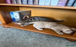 Bengal cats for sale: Bengals _Felis Bengalensis_ Pedigree TICA Kittens. - Image 2