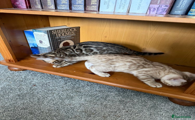 Bengal cats - Advert 3