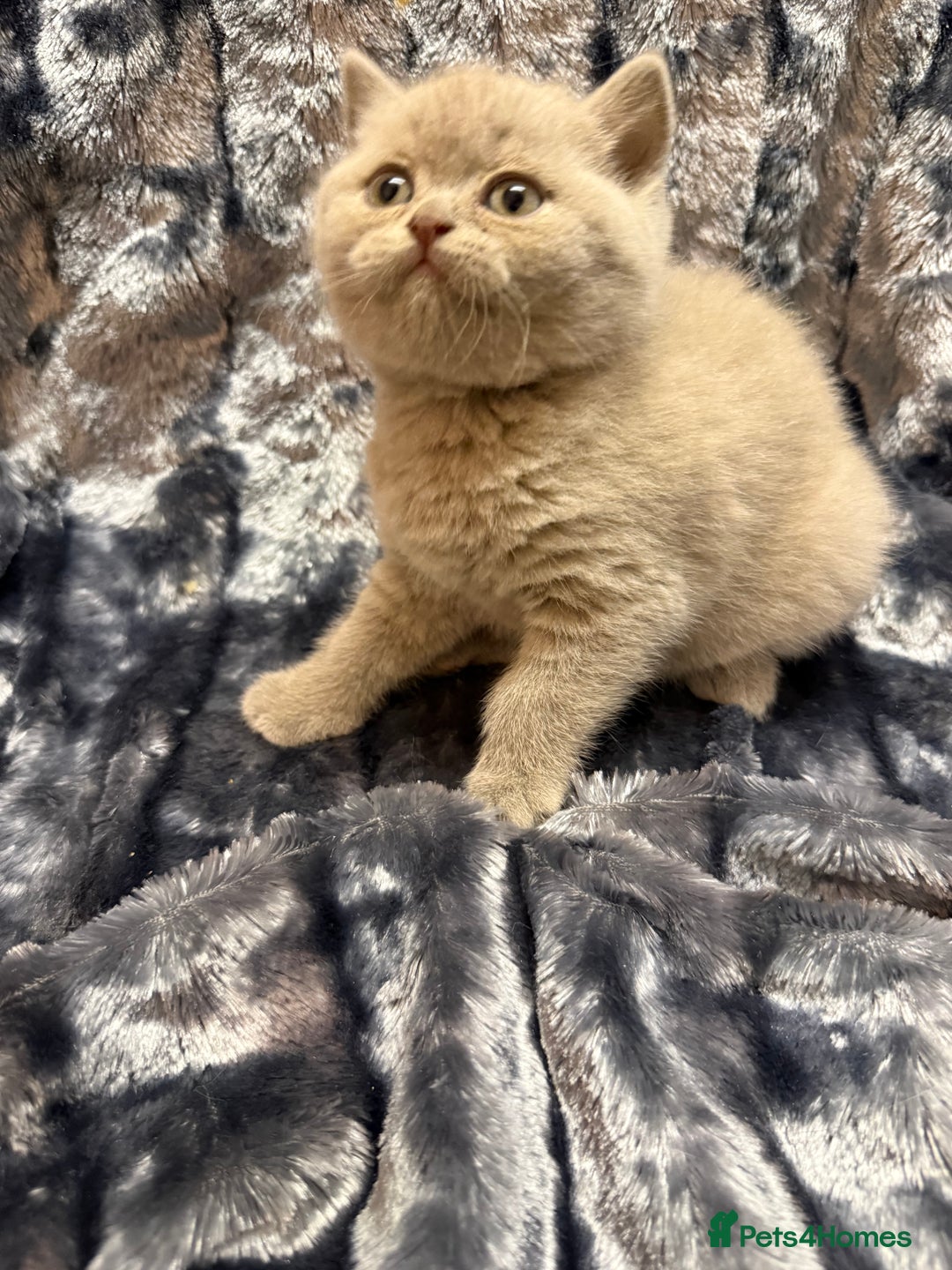 British Shorthair cats for sale: Champion Line British Shorthair Kittens - Advert 14