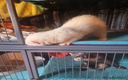 Ferret rodents for sale: 2 male pet ferrets and full setup  - Image 2