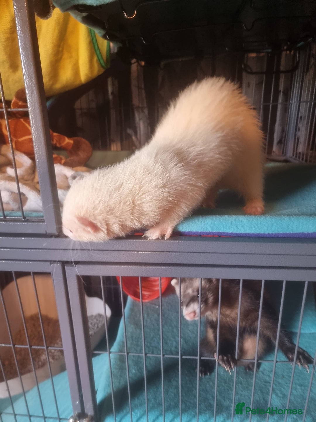 Ferret rodents for sale: 2 male pet ferrets and full setup  - Image 2