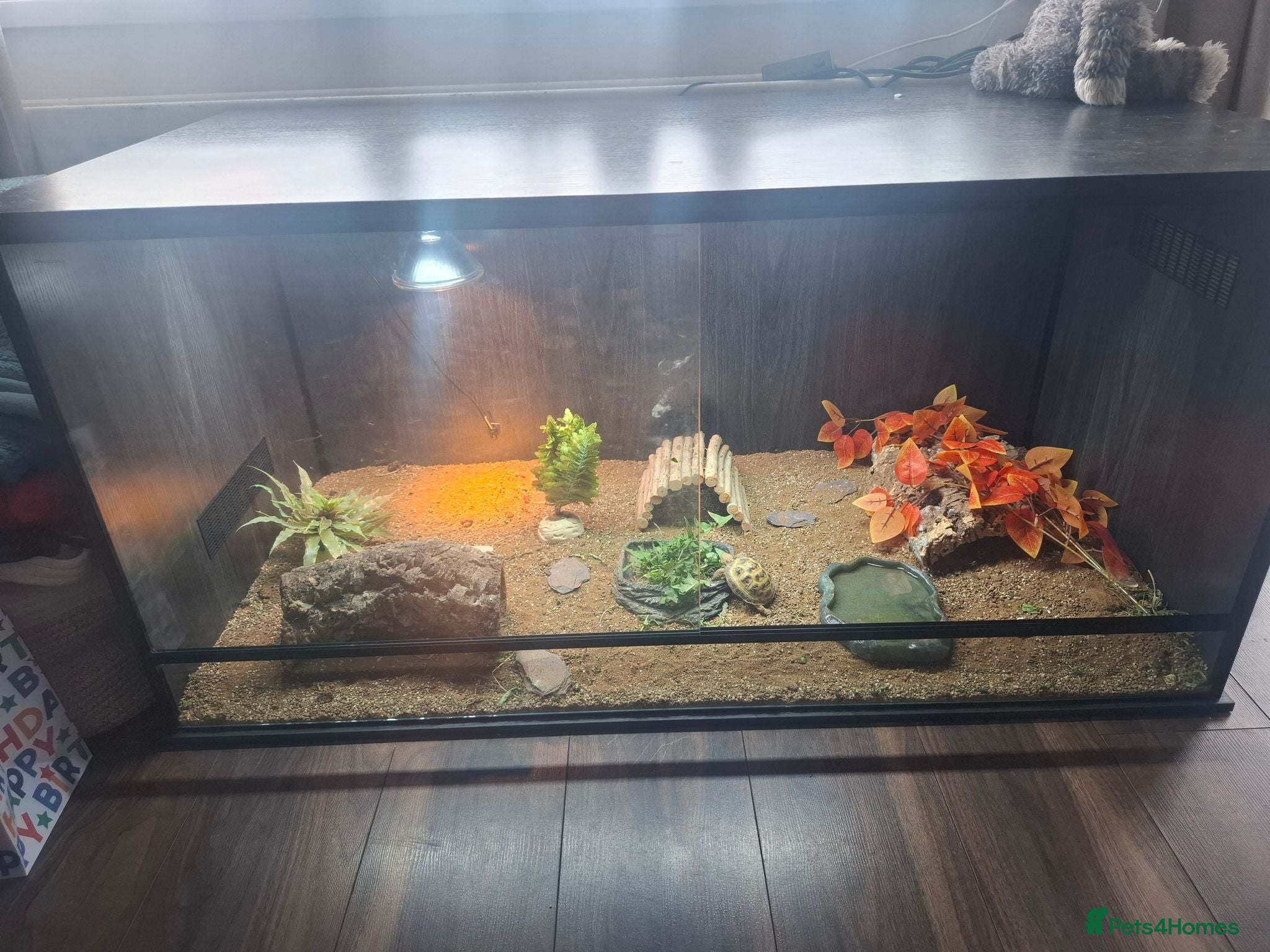 Tortoise reptiles Horsefield tortoise - Advert 1