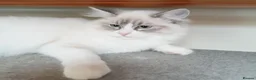 Ragdoll cats for sale: 2 Bio female ragdoll kittens ready now. - Advert 5