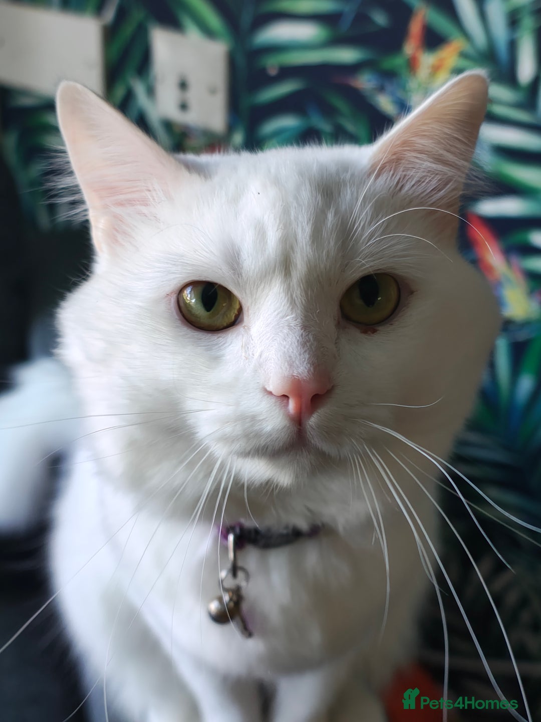Ragdoll cats for sale: Cat for Sale  - Image 5
