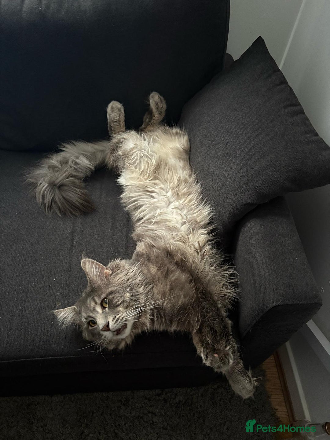 Maine Coon cats for sale: Beautiful Maine coon kittens - Advert 11