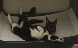 Mixed Breed cats for sale: 🐾 Socks – Cat Looking for a Calm, Loving Home 🐾 - Image 3