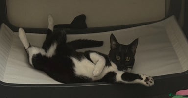 Mixed Breed cats - Advert 7