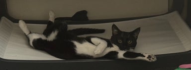 Mixed Breed cats - Advert 7