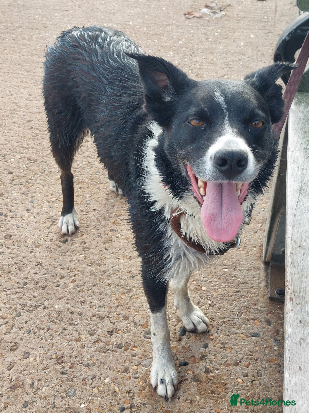 Border Collie dogs for sale: Female Short Hair Border Collie - Advert 16
