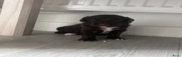 Sproodle dogs for sale: Gorgeous chocolate sproodle f1b puppies in Hull - Advert 16