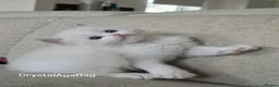 Ragdoll cats for sale: 🐾✨ Champion Line Ragdoll Kittens for Sale ✨🐾 - Advert 2