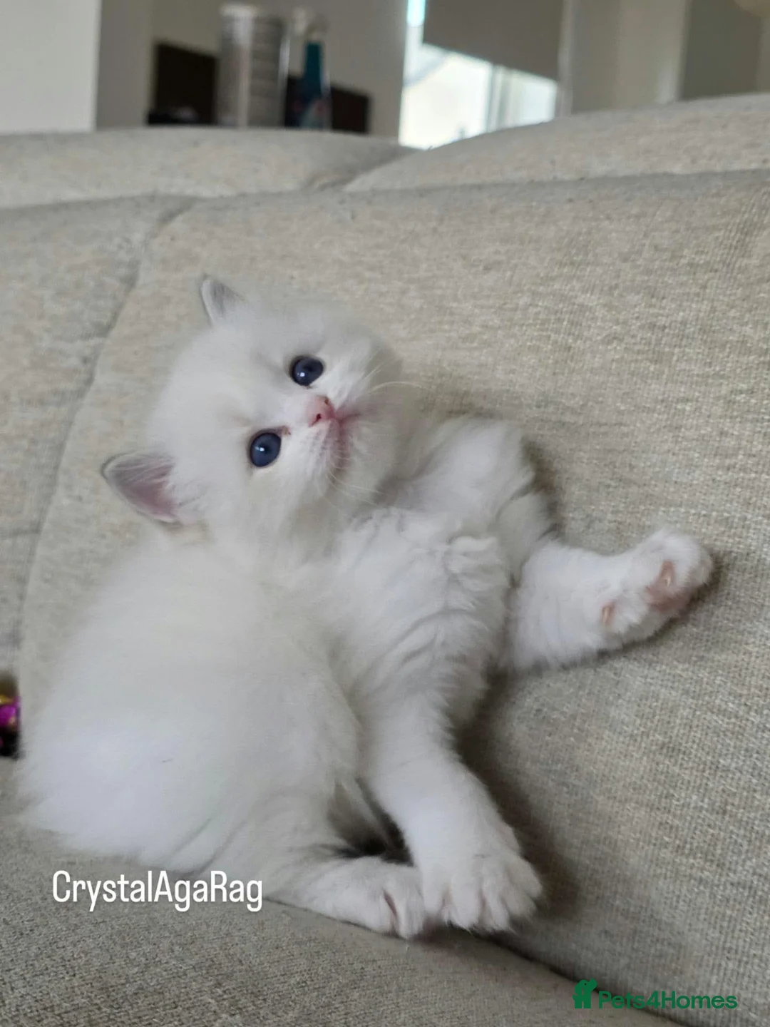 Ragdoll cats for sale: 🐾✨ Champion Line Ragdoll Kittens for Sale ✨🐾 - Advert 2