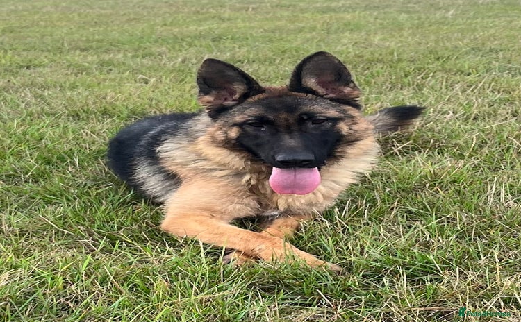 German Shepherd dogs - Advert 5