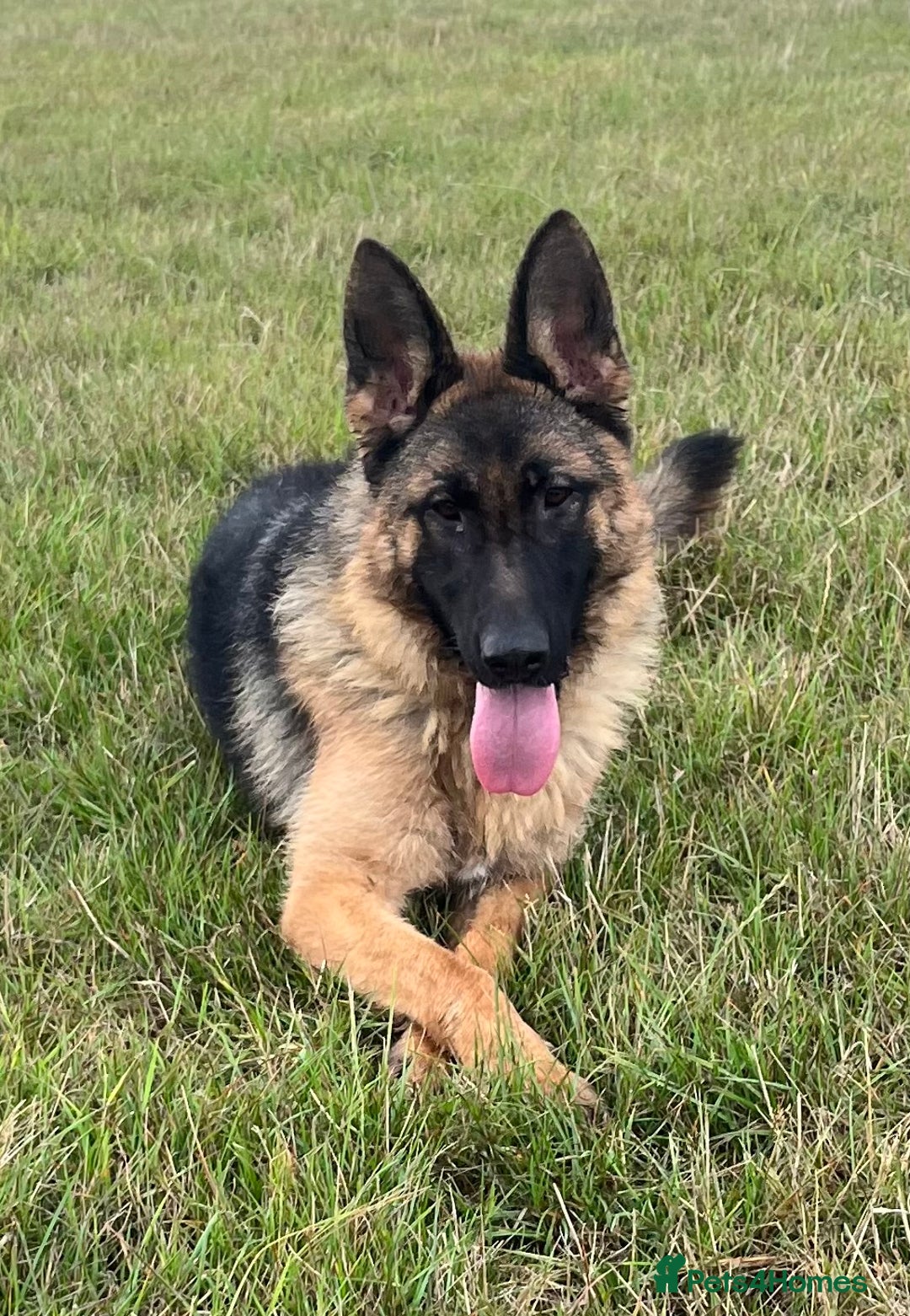 German Shepherd dogs for sale: Beautiful Gsd female for sale  - Image 1