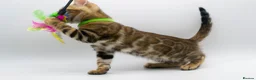 Bengal cats for sale: Stunning TICA Registered Bengal Kittens - Advert 28