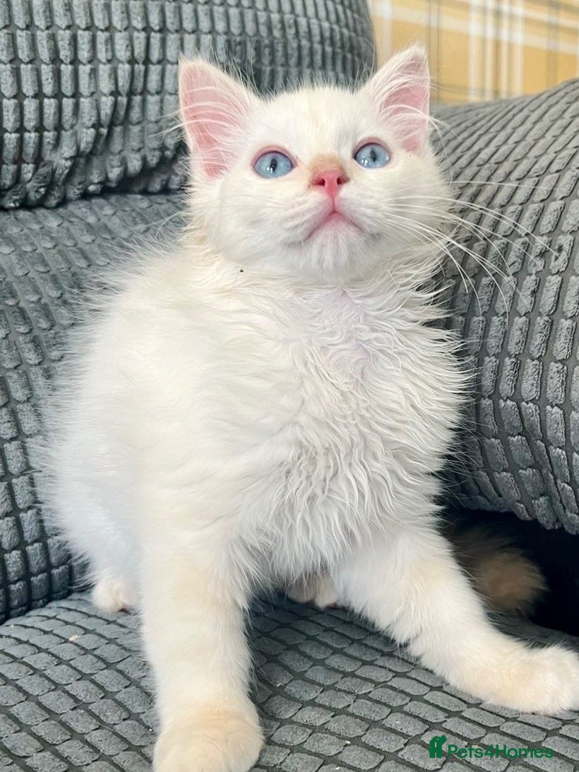 Ragdoll cats Tica Registered Ragdoll Boys  - Advert 14
