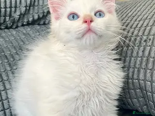 Ragdoll cats Tica Registered Ragdoll Boys - Advert 14