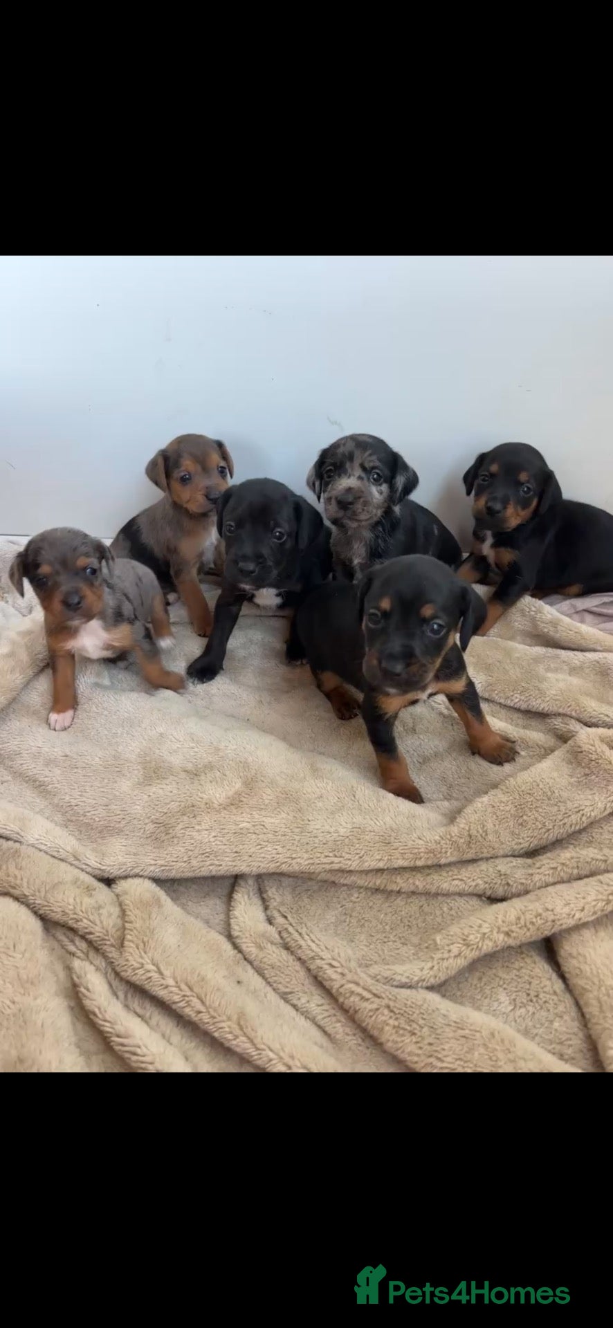 Mixed Breed dogs Surprise litter of cocker jacks from family dogs - Advert 7