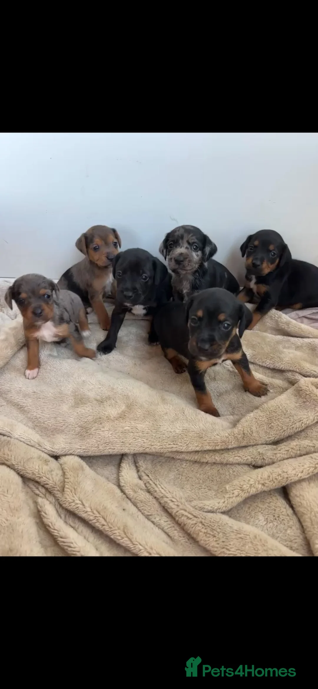 Mixed Breed dogs for sale: Surprise litter great family / working dogs in Swanley - Advert 2