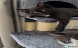 British Longhair cats for sale: 3 Gorgeous Fluffy Cuddly Babies! - Image 15