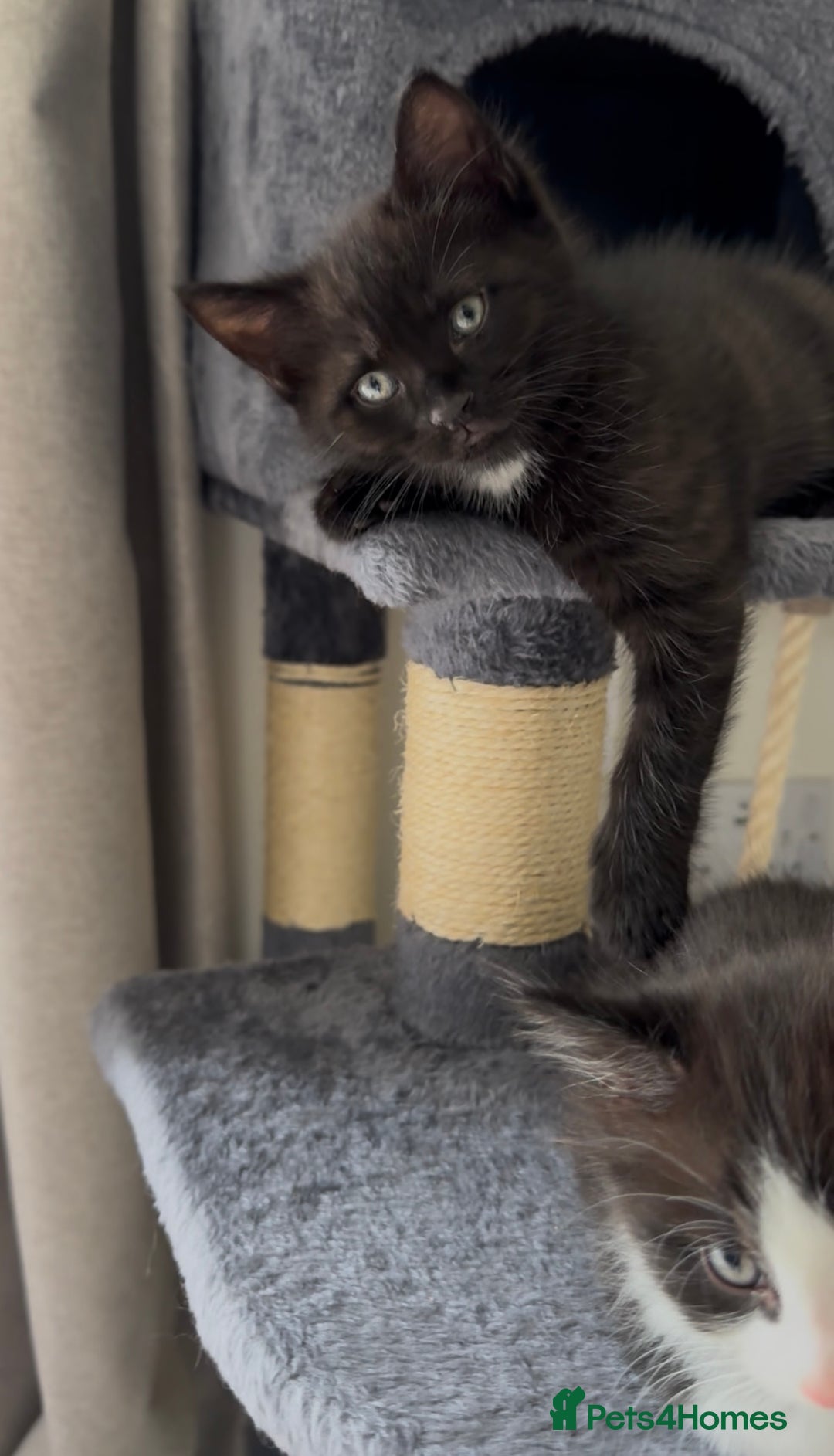 British Longhair cats for sale: 3 Gorgeous Fluffy Cuddly Babies! - Image 15