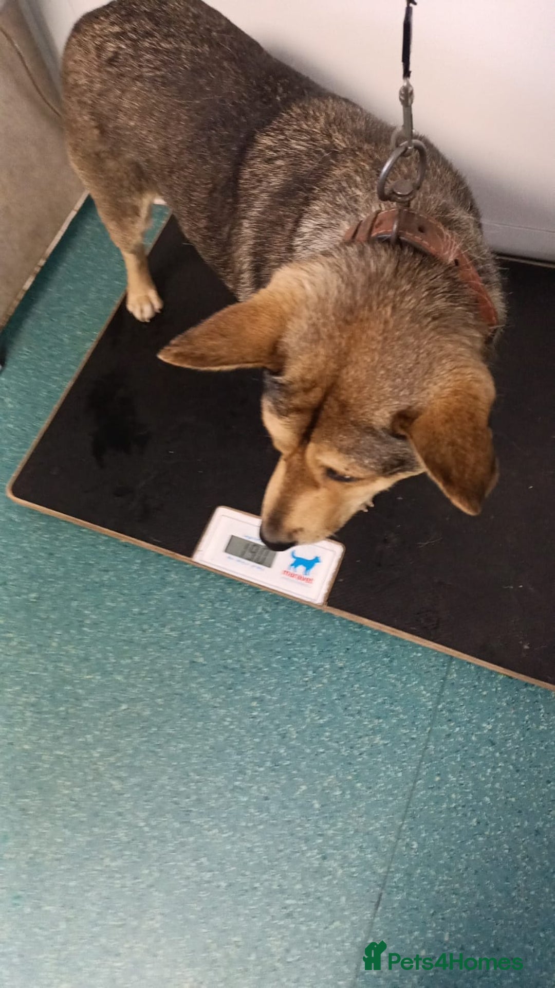 Mixed Breed dogs for adoption: 🐺 WOLFIE – A Brave Soul Ready for a New Life 🖤 - Advert 38