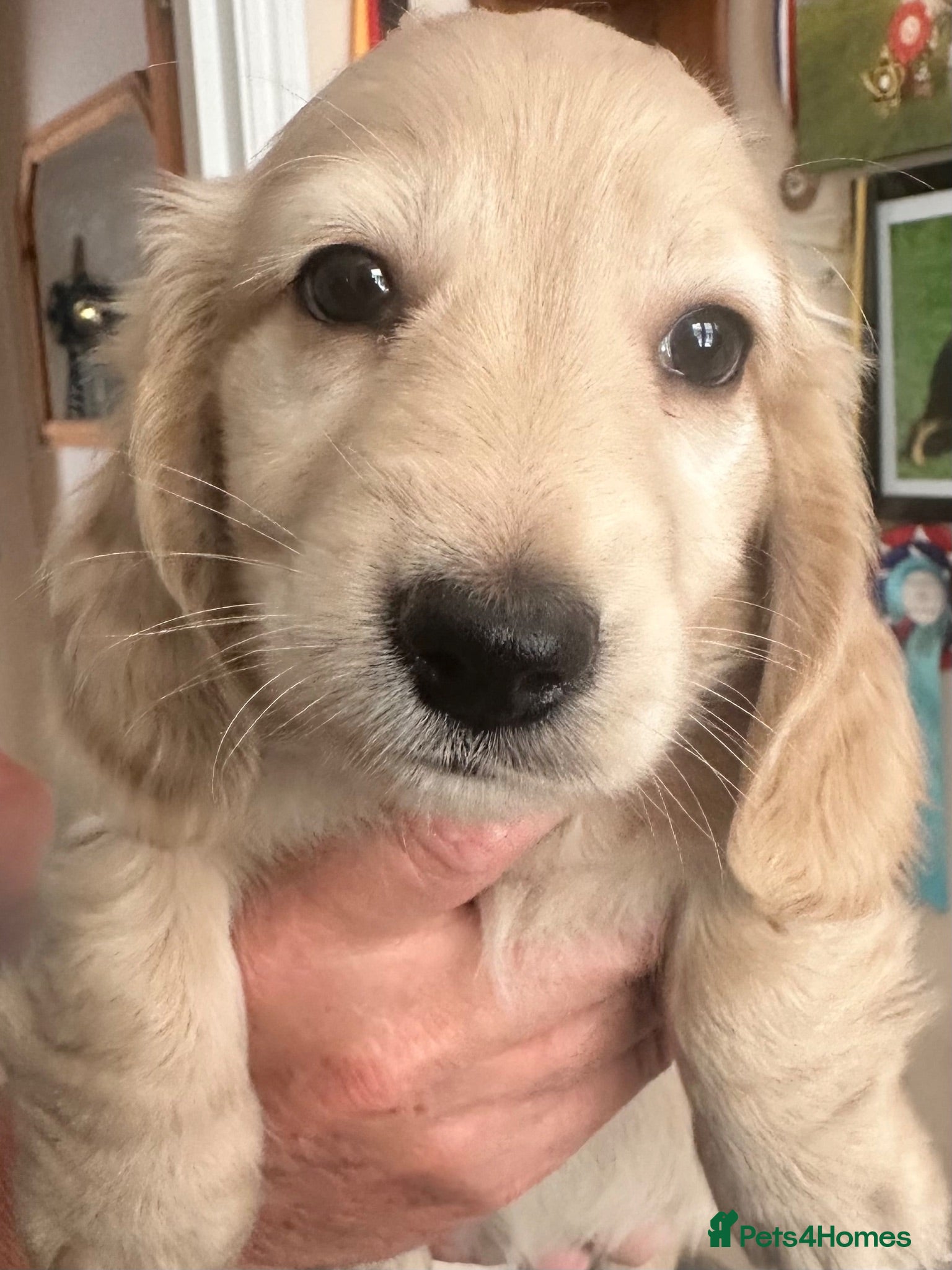 Miniature Dachshund dogs KC REG Miniature LH Dachshund puppies for sale  - Advert 1
