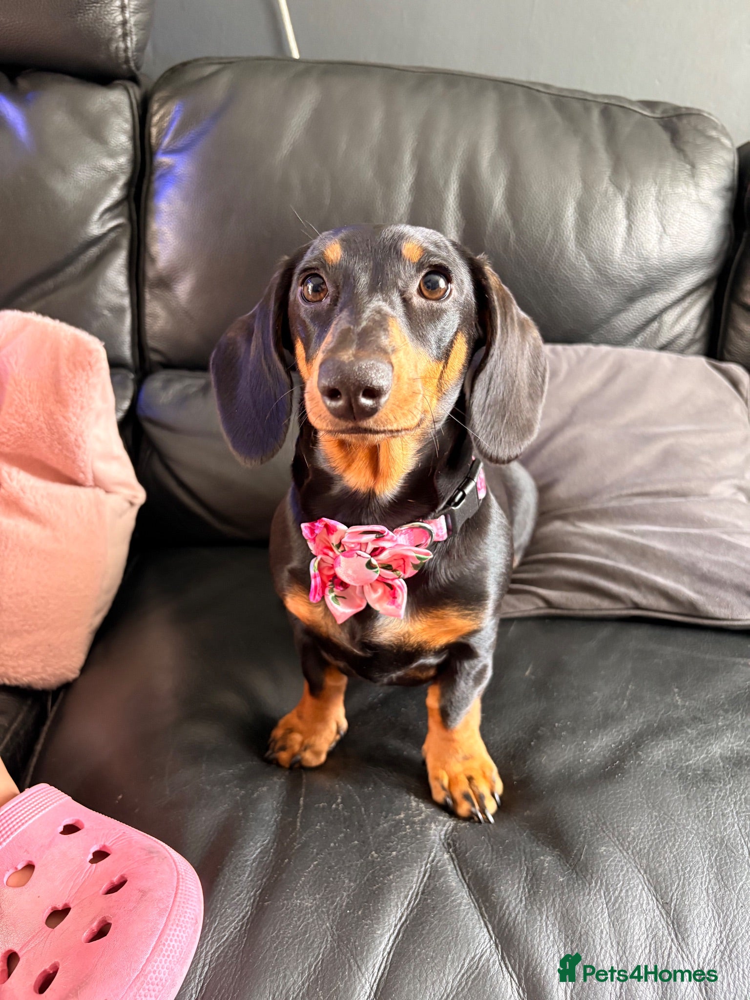 Miniature Dachshund dogs 6 month old female miniature dachshund  - Advert 1