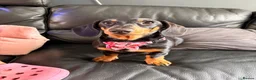 Miniature Dachshund dogs for sale: 6 month old female miniature dachshund  in Winsford - Advert 1
