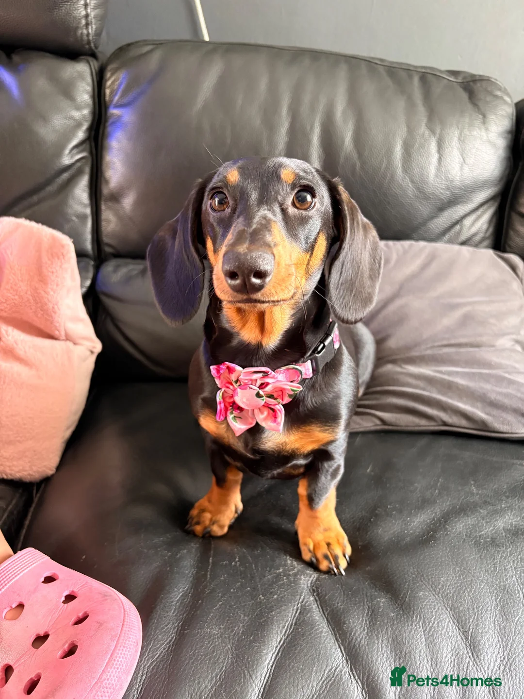 Miniature Dachshund dogs for sale: 6 month old female miniature dachshund  in Winsford - Advert 1