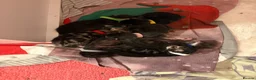 Mixed Breed cats for sale: Litter of 7 kittens  - Advert 24