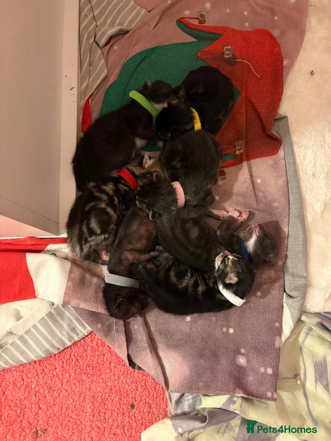 Mixed Breed cats for sale: Litter of 7 kittens  - Advert 24