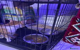 Mixed Breed cats for sale: ****** for sale comes with cage. - Image 2