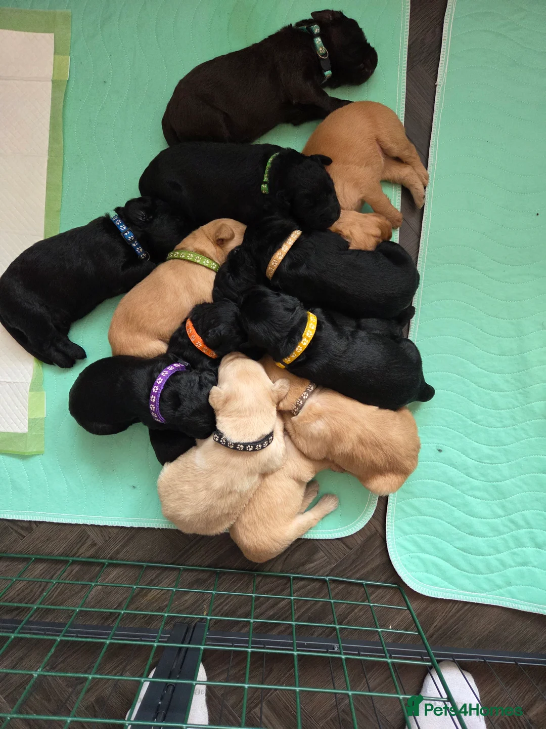 Labradoodle dogs for sale: Labrodoodle Puppies - Advert 20