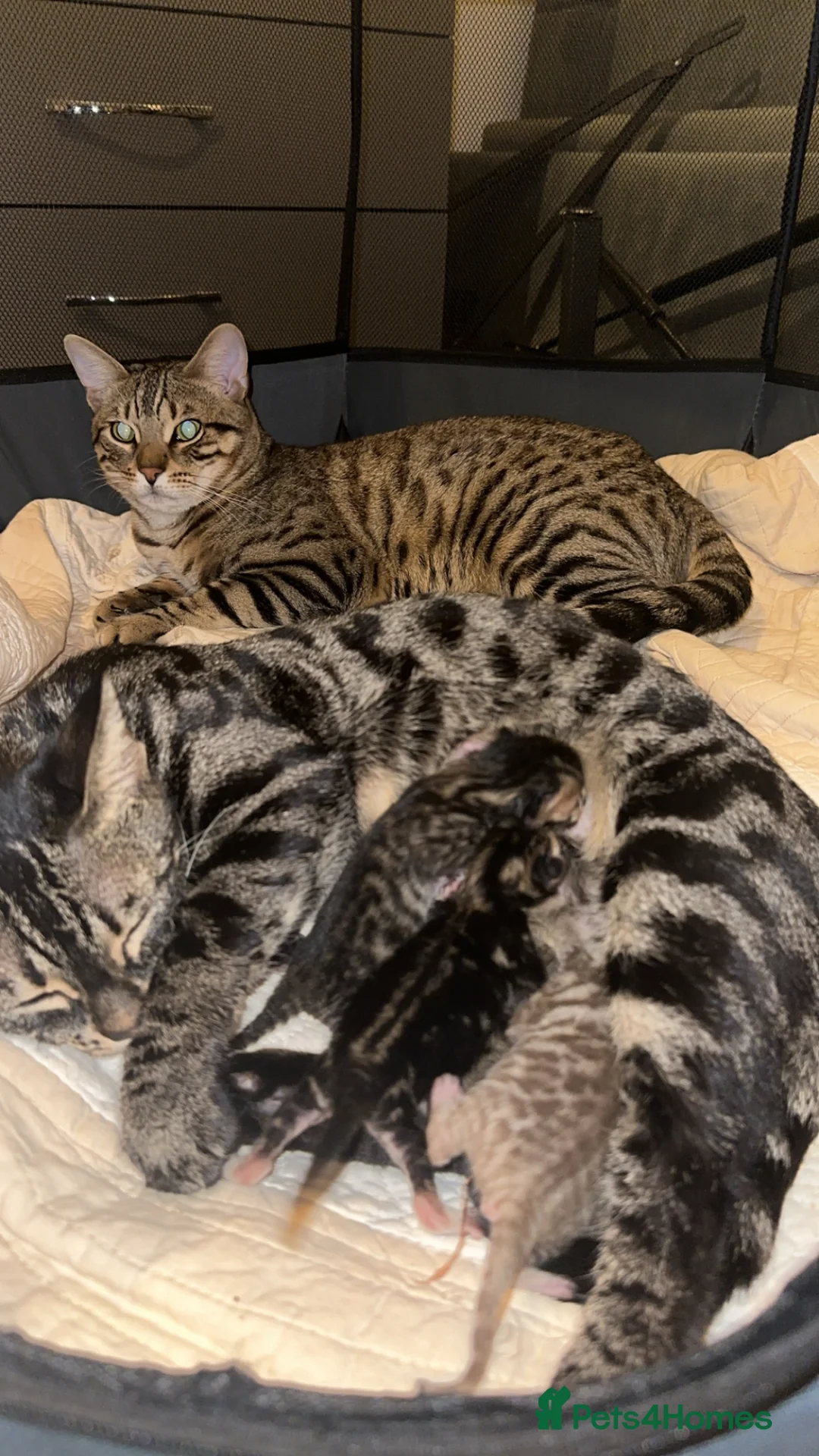 Bengal cats for sale: Bengal kittens  in Brentford - Advert 8