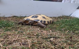Tortoise reptiles for sale: Shelby - Image 6